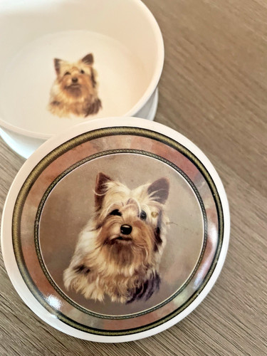 Yorkshire terrier fine bone - terrier,
