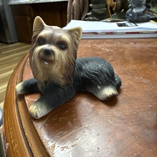 Yorkshire terrier yorkie dog - yorkshire,
