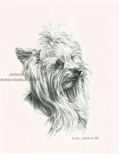269 yorkie yorkshire - yorkie, terrier