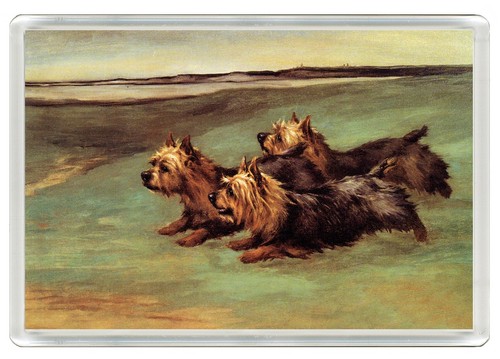 Yorkshire terrier dog fridge - yorkshire,