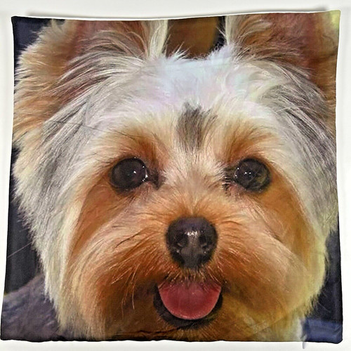 Yorkshire terrier blep tongue - yorkshire,