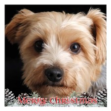 Yorkshire Terrier Christmas