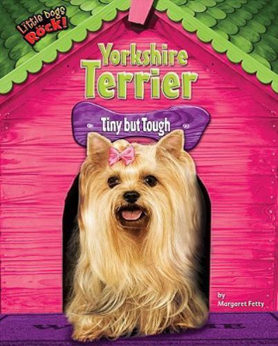 Yorkshire terrier tiny but - yorkshire, terrier: