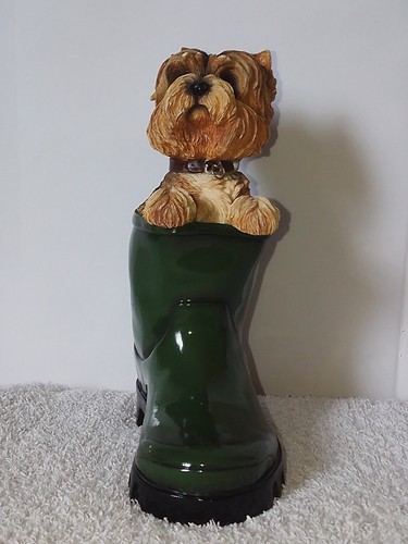 Leonardo yorkshire terrier - terrier, in