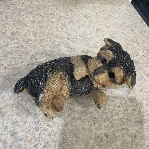 Encore group yorkshire terrier - encore,