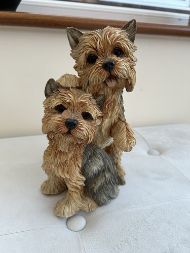 Yorkshire terrier pair - yorkshire,