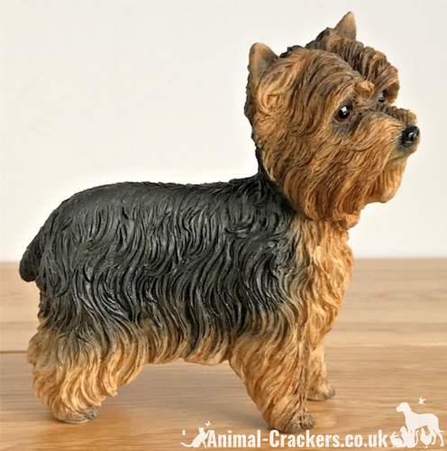 Yorkshire terrier yorkie - terrier, 'yorkie'