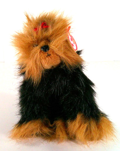 Yorkshire terrier dog - yorkshire,