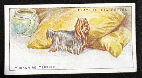 Yorkshire terrier 1925 - terrier,