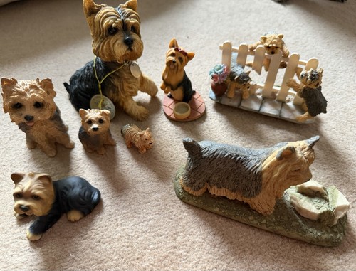 Yorkshire terrier dog - yorkshire, puppies