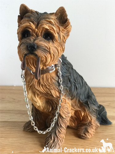 Yorkshire terrier yorkie - yorkshire,