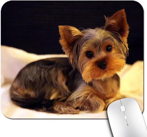 Yorkie sad yorkshire - sad, terrier
