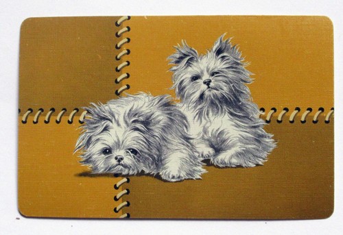 Cute yorkshire terrier dogs - cute,