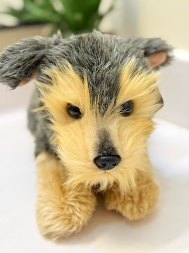 Aurora flopsie yorky yorkshire - aurora,