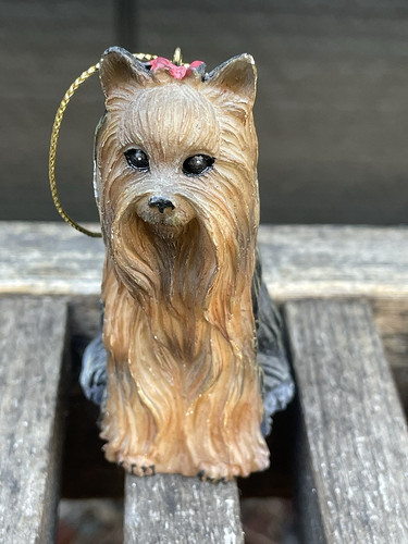 Yorkshire terrier yorkie - yorkshire,