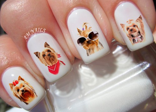 Yorkshire terrier nail - terrier,