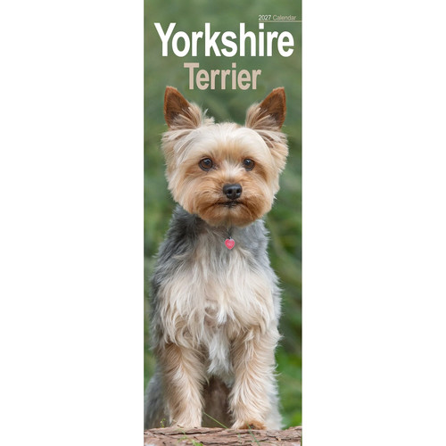 Yorkshire terrier slim - yorkshire,