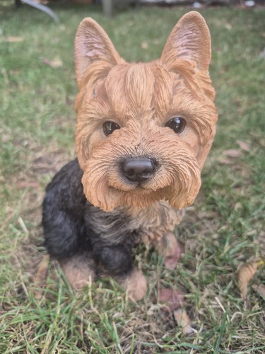 Vivid arts yorkshire terrier - yorkshire,