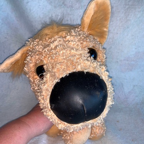 The dog yorkshire terrier tan - dog,