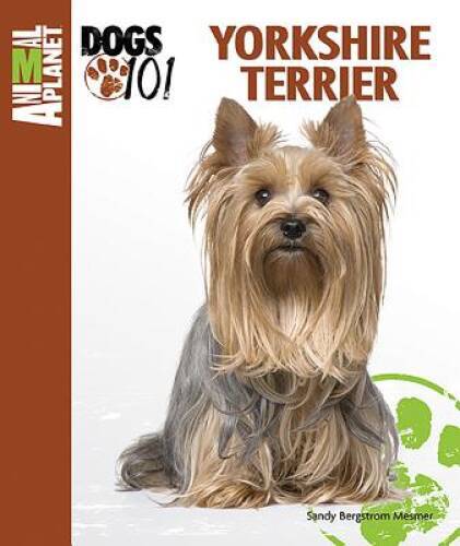 Yorkshire terrier animal - yorkshire,