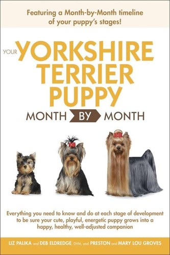 Your yorkshire terrier puppy - your,