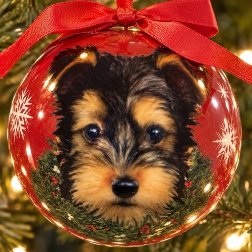 Yorkie yorkshire terrier - yorkshire,