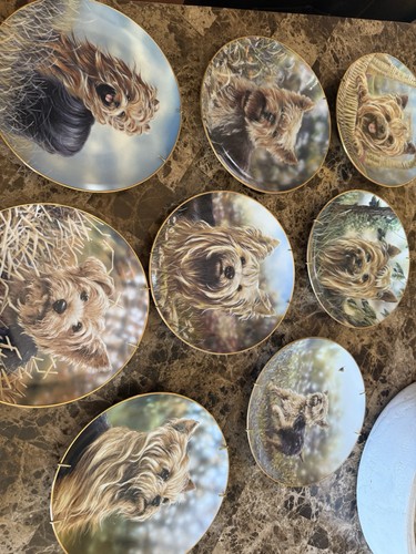 Yorkshire terrier plate - yorkshire,