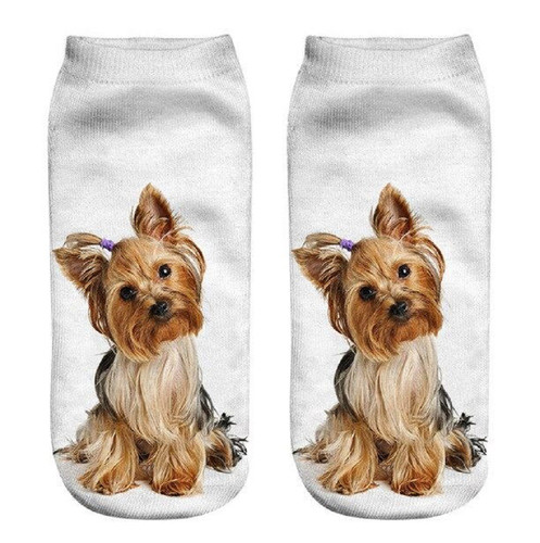 Yorkshire terrier dog - terrier, trainer