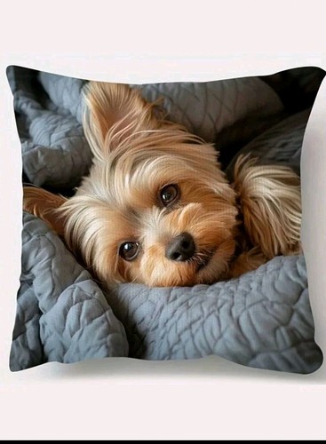 Yorkshire terrier puppy dog - terrier,