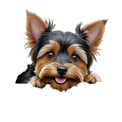 Peeping yorkie yorkshire - yorkie,