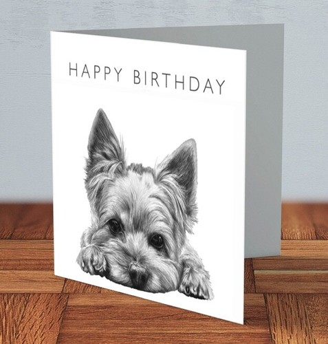 Yorkshire terrier yorkie - terrier, dog