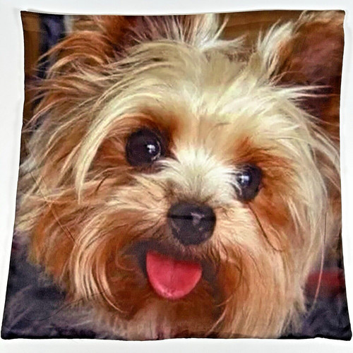 Yorkshire terrier blep - terrier,