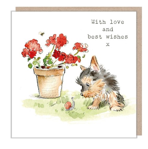 Cute yorkshire terrier - yorkshire,