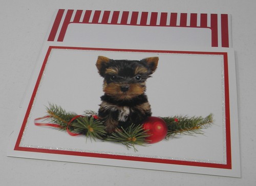 18cnt yorkie yorkshire - yorkie,