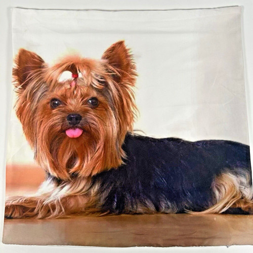 Yorkshire terrier blep tongue - terrier,