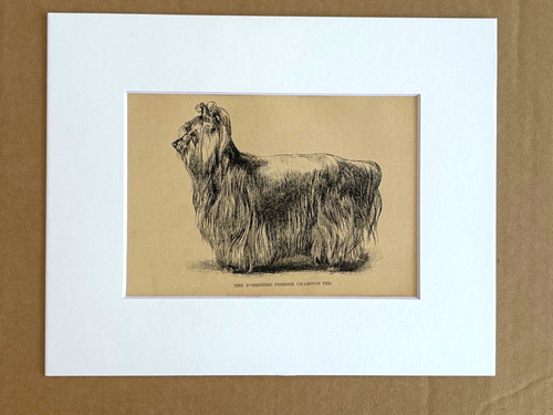 Antique dog print x - dog, in