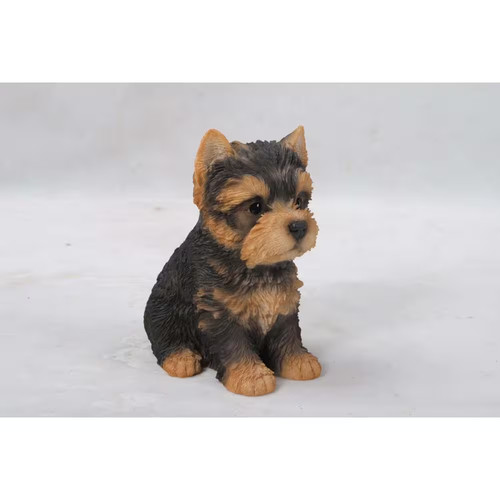 Yorkshire terrier puppy - terrier,