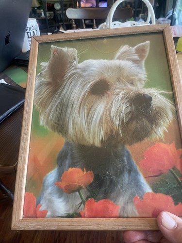 Yorkshire terrier puppy framed - yorkshire,