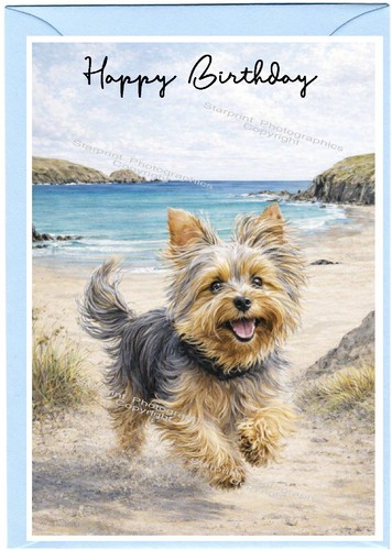 Yorkshire terrier yorkie a6 - yorkshire,