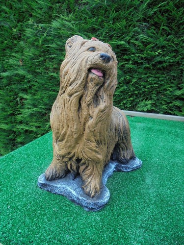 Yorkshire terrier concrete - terrier,