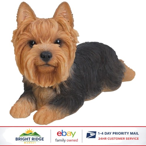 Charming yorkshire terrier dog - terrier,
