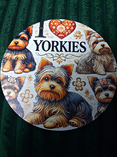Love yorkies yorkshire - yorkies,