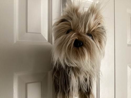 Dog purse yorkshire terrier - dog,
