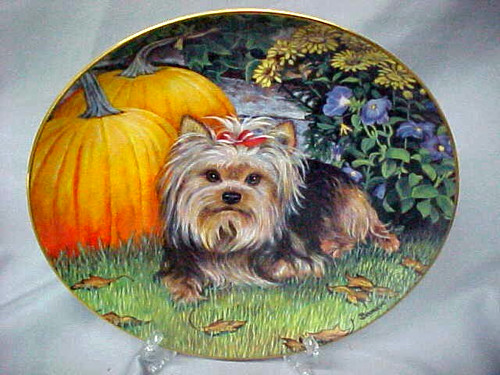 Harvest pup yorkie pals - pup,
