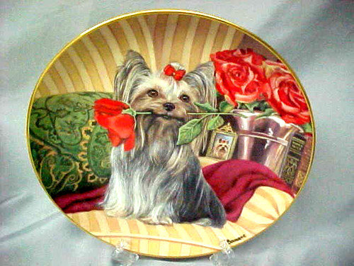 Rosy portrait yorkie pals the - yorkie,
