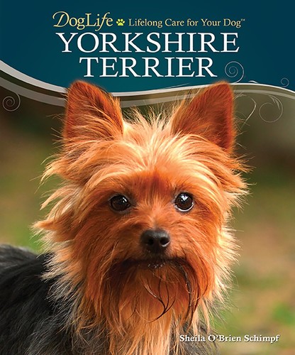 Yorkshire terrier doglife - terrier, (doglife