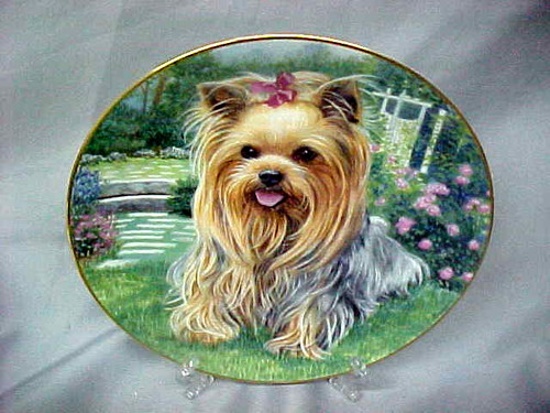 Summertime beauty yorkie pals - summertime,