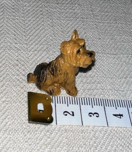 Yorkshire terrier micro - yorkshire,