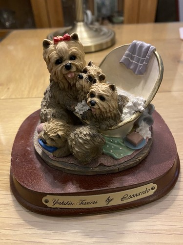 Clear yorkshire terrier - -,