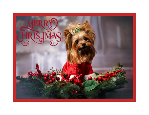 Christmas yorkie merry - christmas,